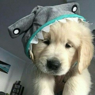 Telegram profile photo for Zyrox Store