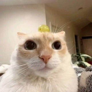 Telegram profile photo for сайлерс и котярачик