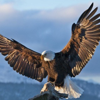 Telegram group profile photo for Make America Great