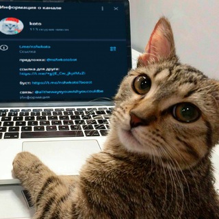 Telegram profile photo for koto