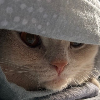 Telegram profile photo for Mr. Flipper - MRKT