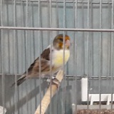 Telegram profile photo for سهره بازان کردستان