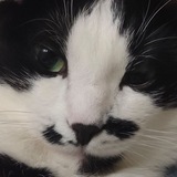 Telegram profile photo for котик доппик