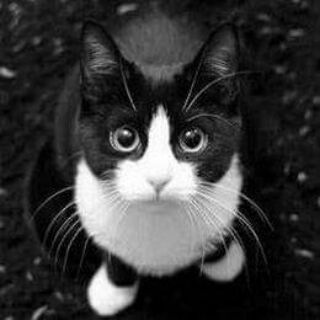 Telegram profile photo for Il nostro amico Gatto
