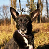 Telegram profile photo for Отзывы фб Теленка Буси