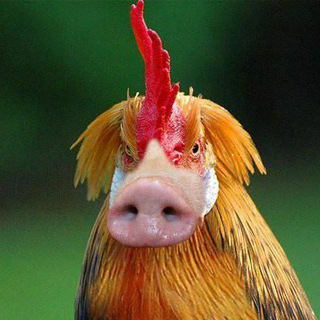 Telegram profile photo for Київський вскукарек!