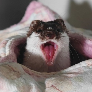 Telegram profile photo for Weasels Miko and Pixel