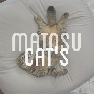 Telegram profile photo for MatOsu Cat's! ❄️