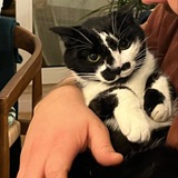 Telegram profile photo for MemeCoin Mooners