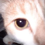 Telegram profile photo for Cookies
