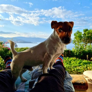 Telegram profile photo for AskTrotsky Спроси Троцкого