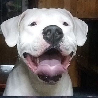 Telegram profile photo for Собаки щенки кошки Истра и рядом