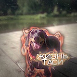 Telegram profile photo for Жизнь Таси
