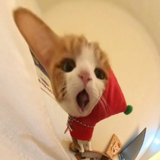 Telegram profile photo for yapping & daget