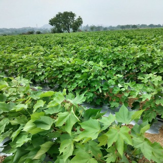 Telegram profile photo for Agriculture Job & Interns