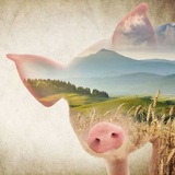 Telegram profile photo for Свиньи кф