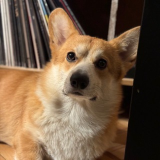 Telegram profile photo for Большой Ух