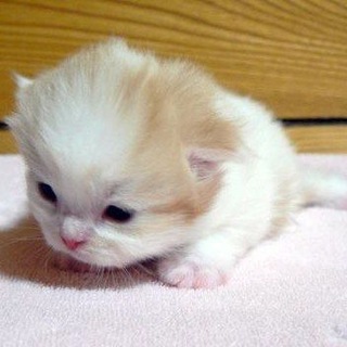 Telegram profile photo for милый пухлый котенок