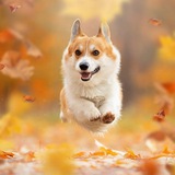 Telegram profile photo for 海外-招聘频道|Monica-技术IT招聘