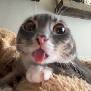 Telegram profile photo for Kimchik