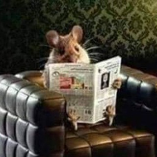 Telegram profile photo for Хомяки захватят мир - фотки хомячков