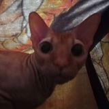 Telegram profile photo for Кот Смайлик