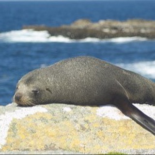 Telegram profile photo for Madeira life