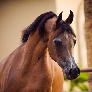 Telegram profile photo for خيول جميله ..❤️🐎 horse arabian خلفيات