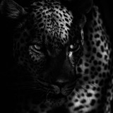 Telegram profile photo for LEOPARD’S ARCHIVE.