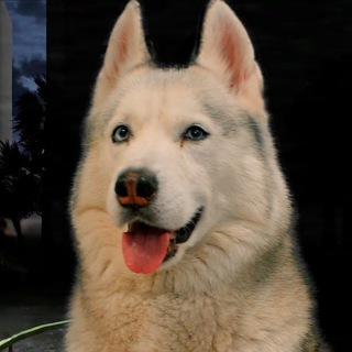 Telegram profile photo for Хаски Бандит