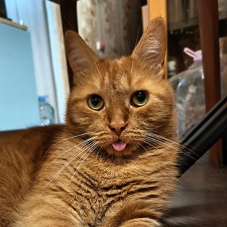 Telegram profile photo for Я подумаю об этом завтра (а сейчас читаю)