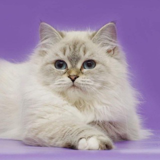 Telegram profile photo for Lynnaya Dymka cattery 🐈