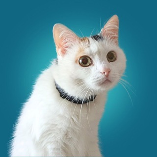 Telegram profile photo for Мем Помощник