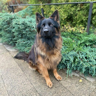 Telegram profile photo for diksik