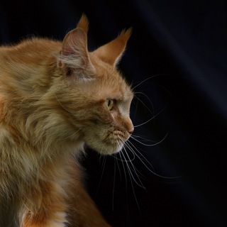 Telegram profile photo for Мейн-куны и тайские кошки питомника Magnificent Lynx