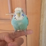 Telegram profile photo for Bonboni