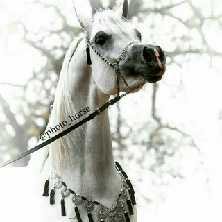 Telegram profile photo for photo_horse|تصاویر زیبای اسب