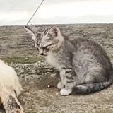 Telegram profile photo for si paling