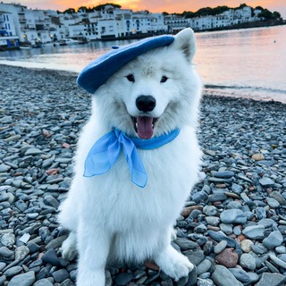 Telegram profile photo for BOOMER | PORTAL