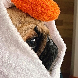 Telegram profile photo for Анастэйша Денджерос🌸