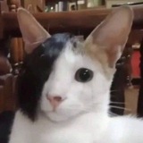 Telegram profile photo for proof