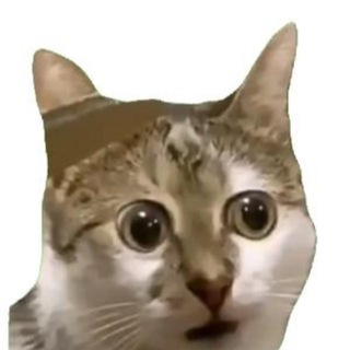 Telegram profile photo for 高考作文猫meme