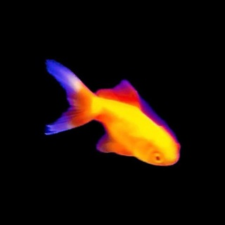 Telegram profile photo for Weird Fishes