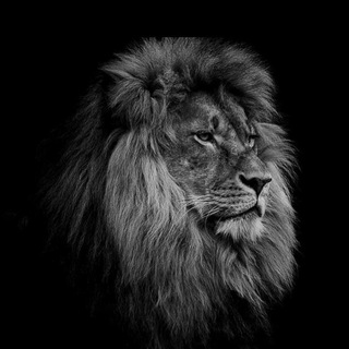 Telegram profile photo for LION_NDX _SPX