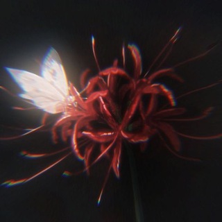 Telegram profile photo for Red liliy