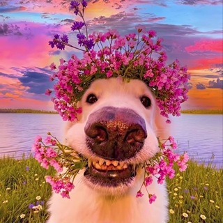 Telegram profile photo for Милые питомцы😍