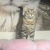 Telegram profile photo for botnet
