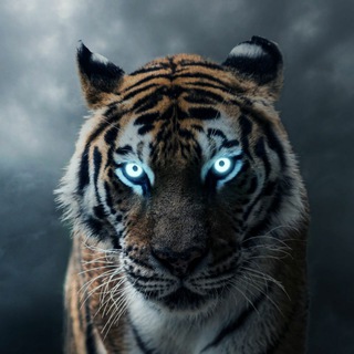Telegram profile photo for FreeIDMZone | Tech Forever