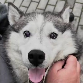 Telegram profile photo for У попа была собака 🦮