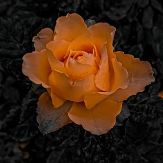 Telegram profile photo for 『⇡دمـۭوꪆعٓـ؏ آـآݪوꪆرد⁽⇣̀🧸💔‘🖇،!)''۽』
